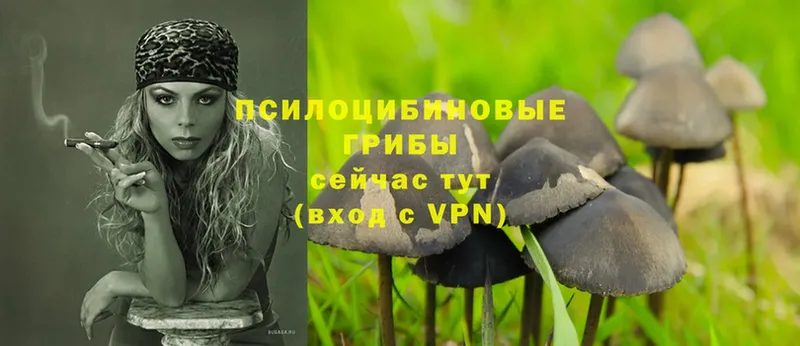 Галлюциногенные грибы Psilocybe  блэк спрут онион  Адыгейск 